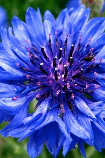 Blue Flowers Wallpapers截图4