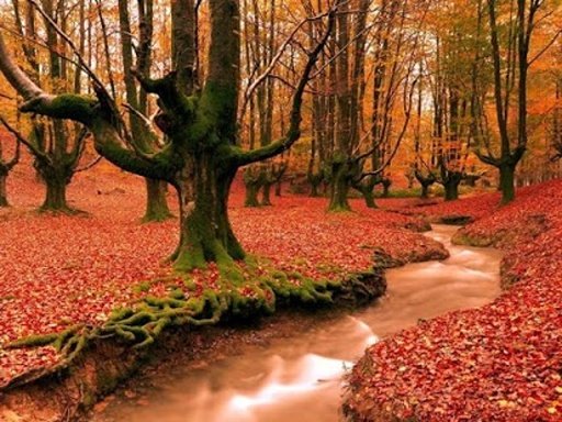 Red Forest Wallpapers II截图1