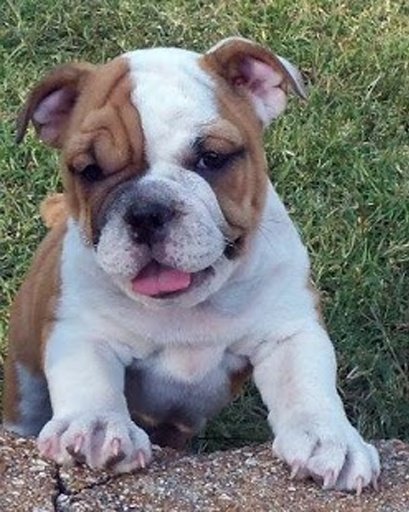 My Talking Bulldog Puppies截图6