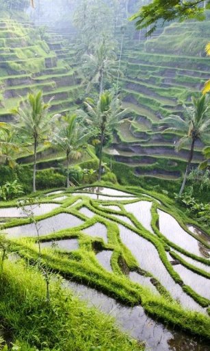 RICE FIELD HD WALLPAPER截图1