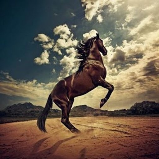 Horse Racing Star截图6