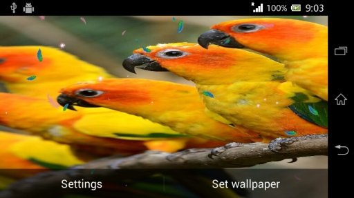 Parrot Live Wallpaper HD截图4