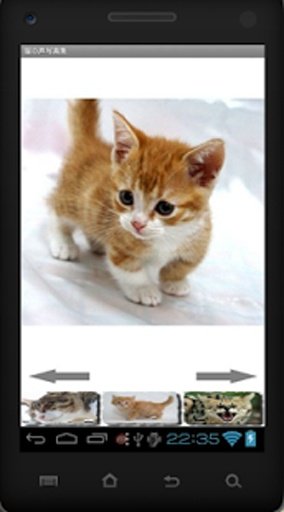 Cat Photo Sound Collection截图1