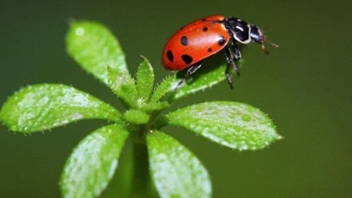 Ladybug HD截图9