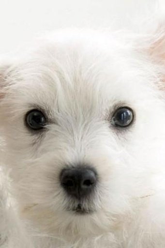 Cute Dog Wallpapers 2截图1