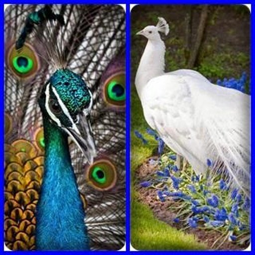 Peacock Find Difference Game截图2