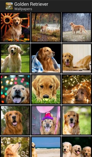 Golden Retriever - HD Wallpapers截图2