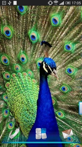 Peacock Feather Live Wallpaper截图3