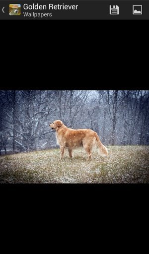 Golden Retriever - HD Wallpapers截图1