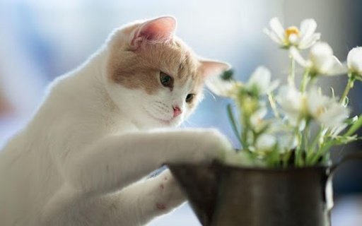 Adorable cat wallpaper截图2