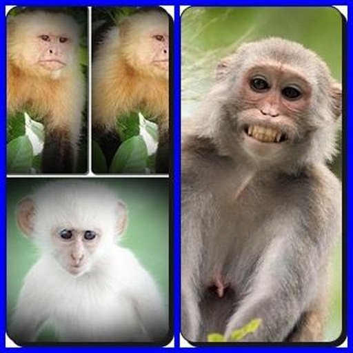 Crazy Monkey Find Difference截图2