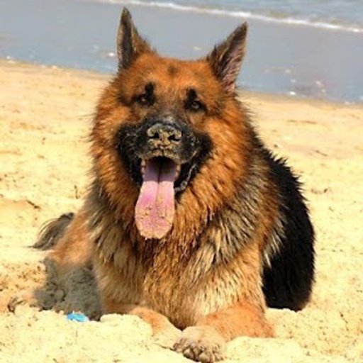 Funny dogs jigsaw puzzles截图7