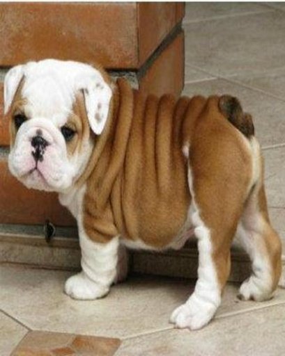 My Talking Bulldog Puppies截图2