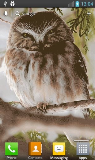 Talking Owl Live截图2