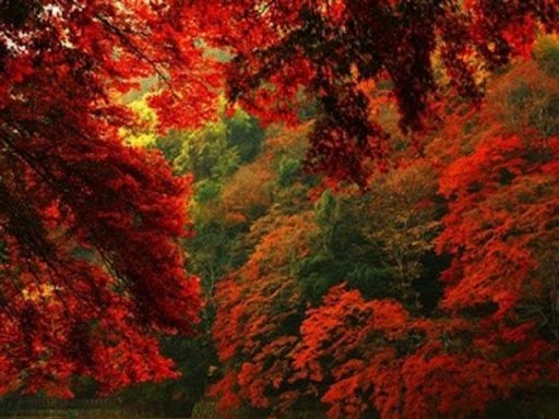 Red Forest Wallpapers II截图3