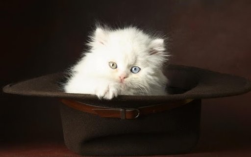 Adorable cat wallpaper截图8