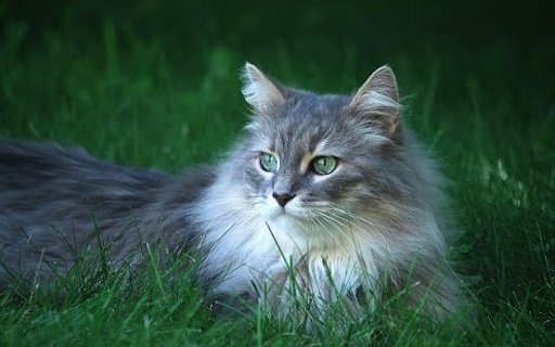 Cats Wallpapers HD截图6