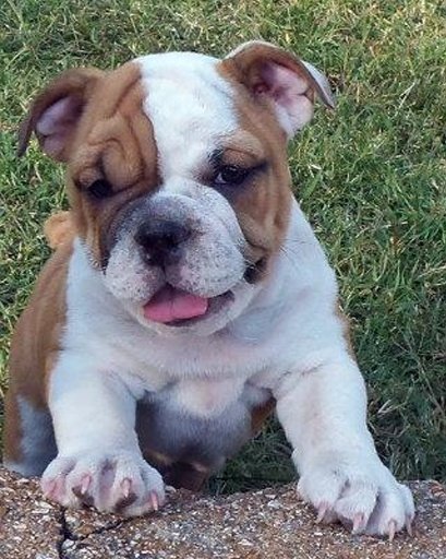 My Talking Bulldog Puppies截图3