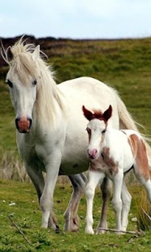 Horses HD Wallpapers截图10