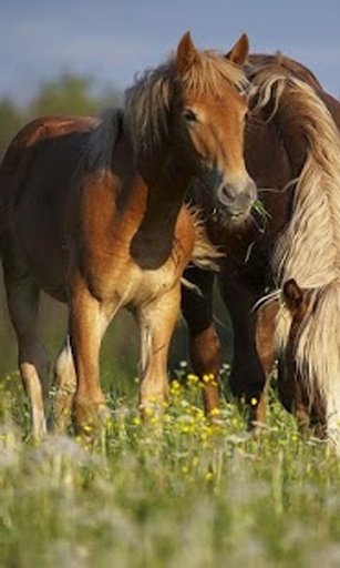 Horses HD Wallpapers截图6