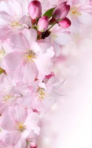 Cherry Blossom Live Wallpaper截图3