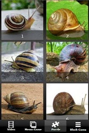 Turbo Racing Snail截图2