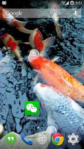 Koi Live Wallpaper截图6