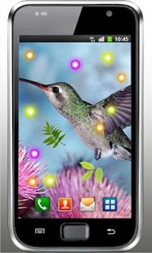 Lovely Colibri live wallpaper截图4