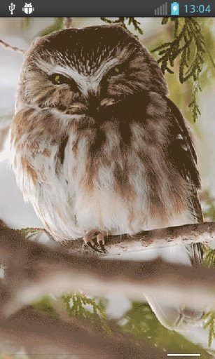 Talking Owl Live截图1