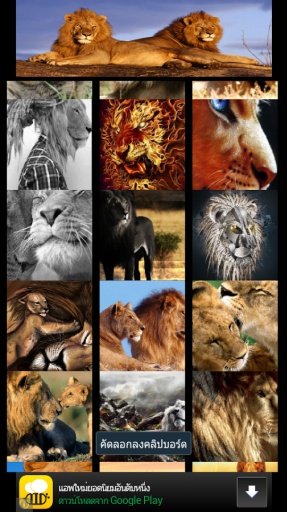 Wow Wow lion wallpaper截图7