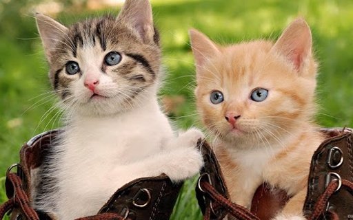 Cute Cat Jigsaw截图3