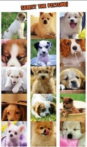 Puppy Dog Puzzle截图2