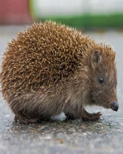 Hedgehog截图8