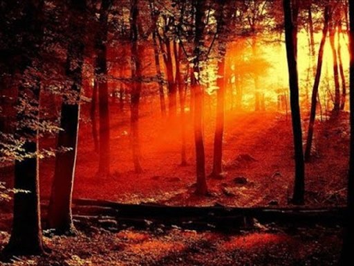 Red Forest Wallpapers II截图2