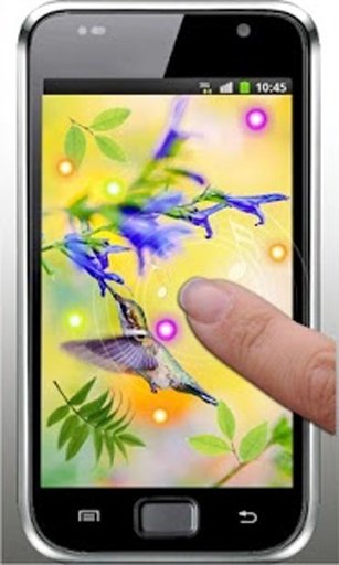 Lovely Colibri live wallpaper截图3