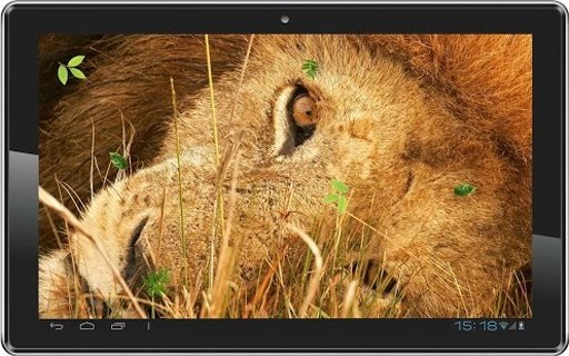 Lion Love Heart live wallpaper截图7