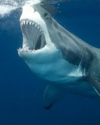 Hungry Great Shark截图3