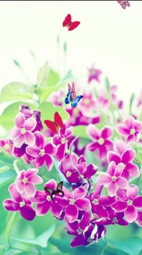 Flowers and Butterflies LWP截图6