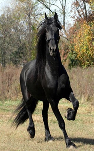 Beautiful Horses截图9