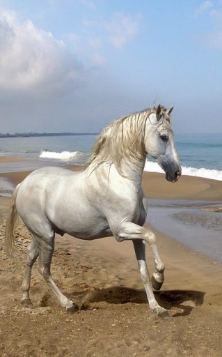 Beautiful Horses截图5