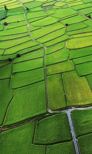 RICE FIELD HD WALLPAPER截图4