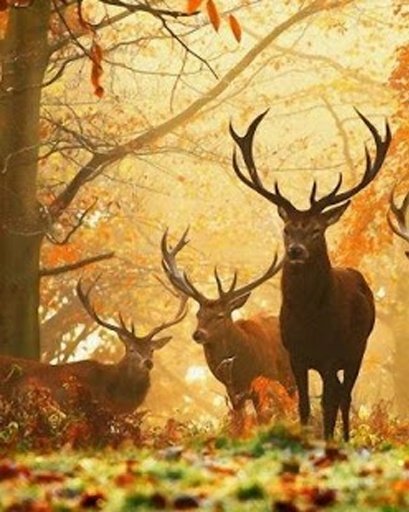 Deer Pro Hunter 2014截图7