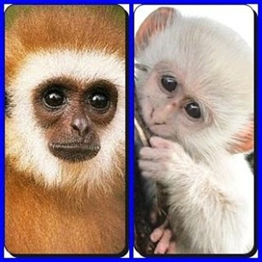 Crazy Monkey Find Difference截图3