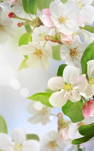 Cherry Blossom Live Wallpaper截图5