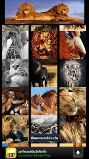 Wow Wow lion wallpaper截图5