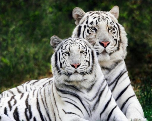 Rare white tiger Wallpapers截图3
