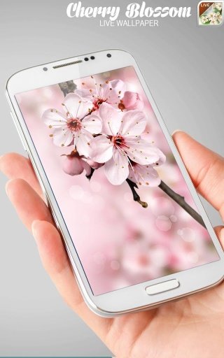 Cherry Blossom Live Wallpaper截图1