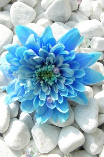 Blue Flowers Wallpapers截图2