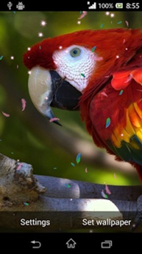 Parrot Live Wallpaper HD截图5