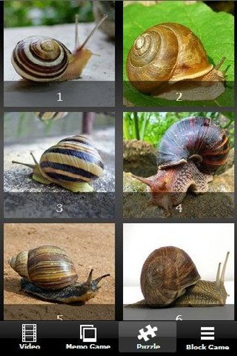 Turbo Racing Snail截图9